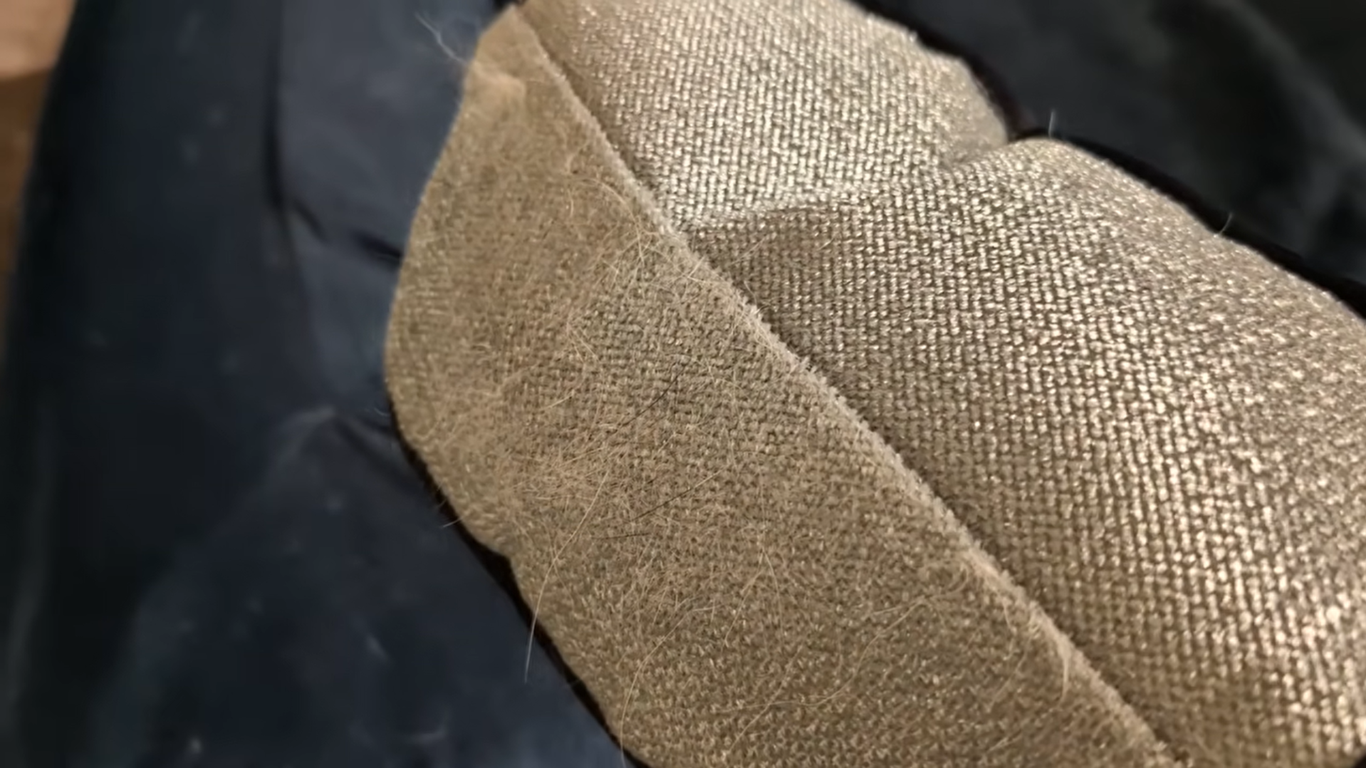 Load video: Découvrez comment enlever facilement les poils de chat et de chien des vêtements et des meubles avec une brosse réutilisable.